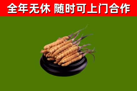 川汇区烟酒回收冬虫夏草.jpg